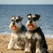 EastDeCourseyDogs5-21-08-1752fw